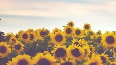 Resultado de imagem para flor tumblr
