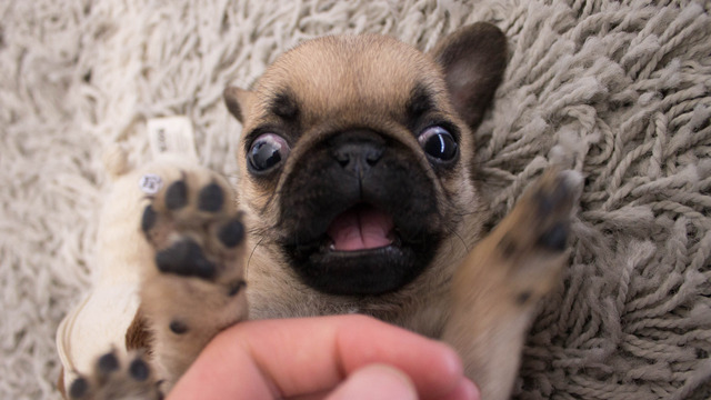 pug baby pin baby pug i pugs on pug baby pin baby pug i pugs on