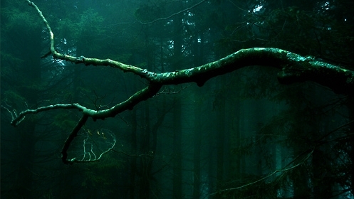 Image result for moss tumblr