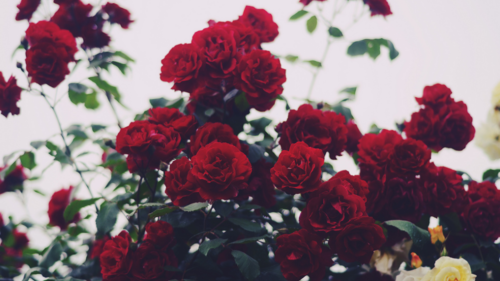 Resultado de imagem para rosa com espinhos tumblr
