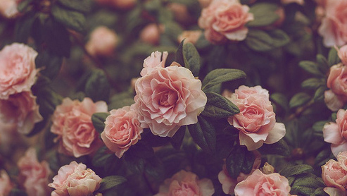 Resultado de imagen para primavera tumblr