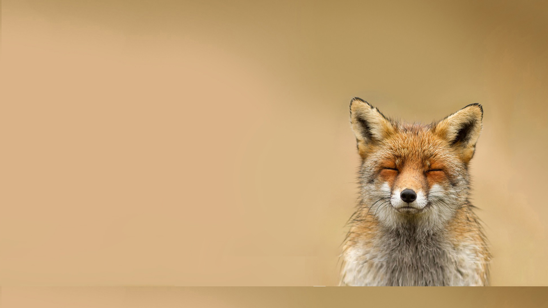 Fox Animal Tumblr www.imgkid.com The Image Kid Has It! Fox Animal Tumblr www.imgkid.com The Image Kid Has It!
